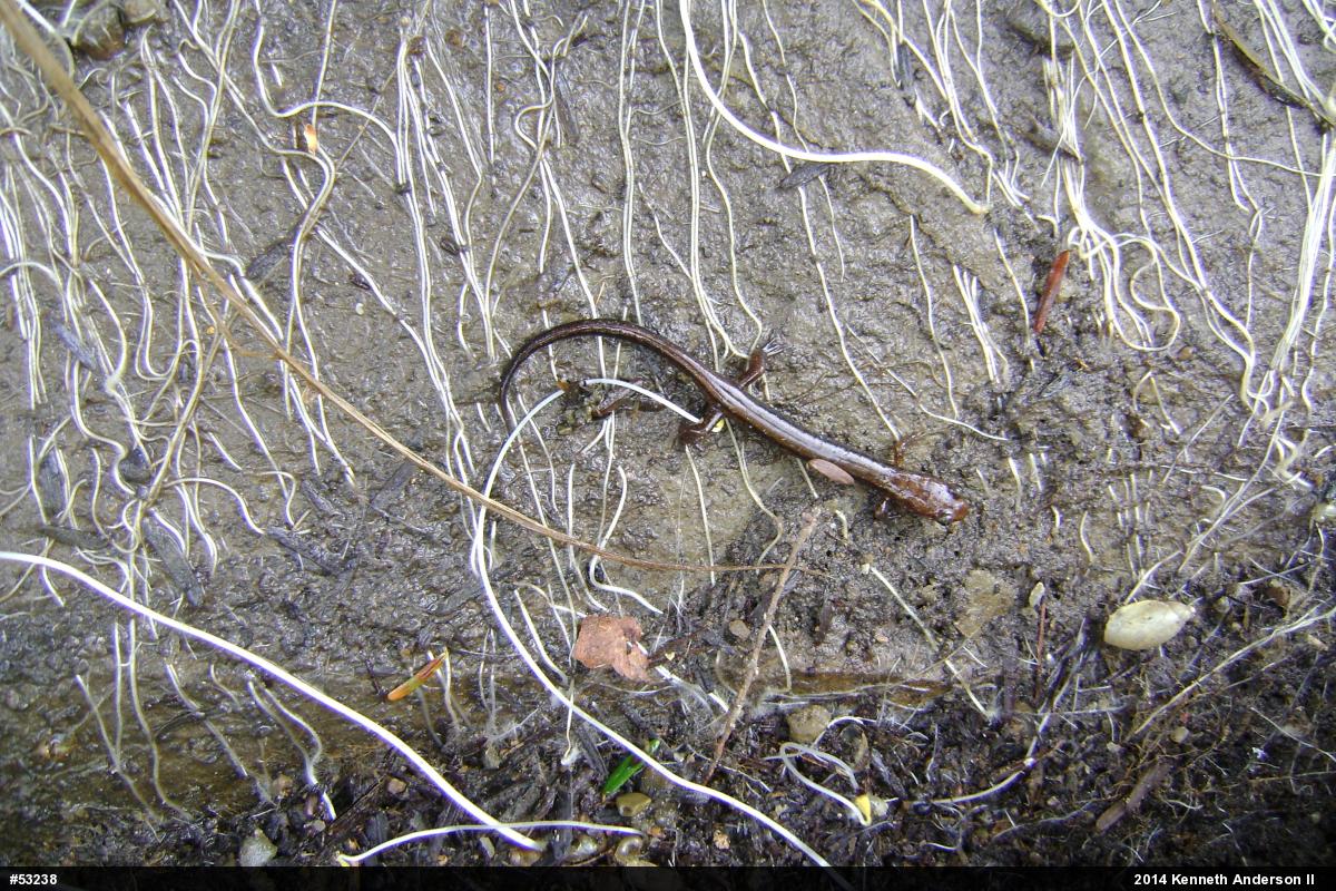 Allegheny Mountain Dusky Salamander
