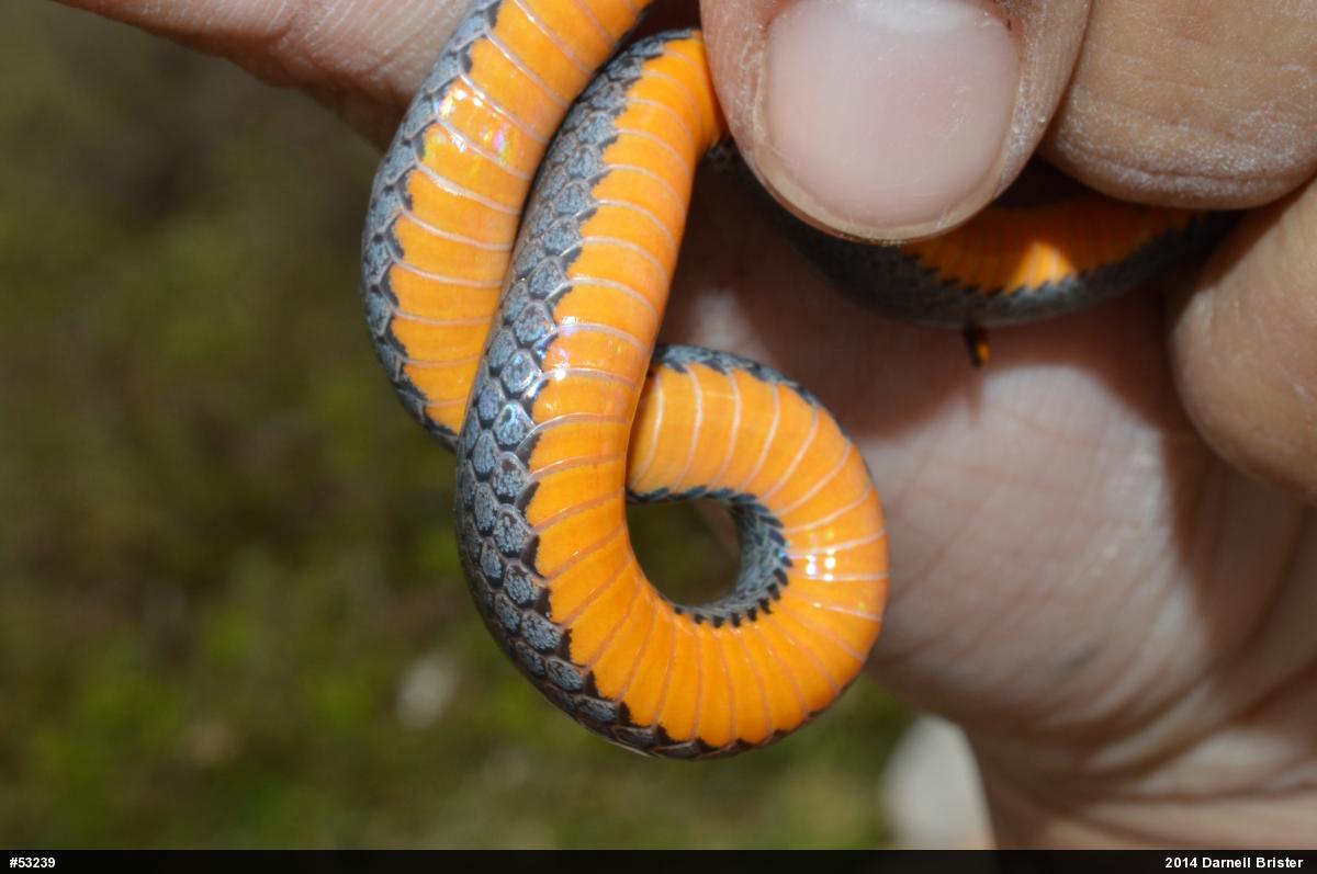 Northern Ring-necked Snake