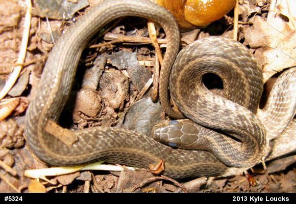 Eastern Gartersnake