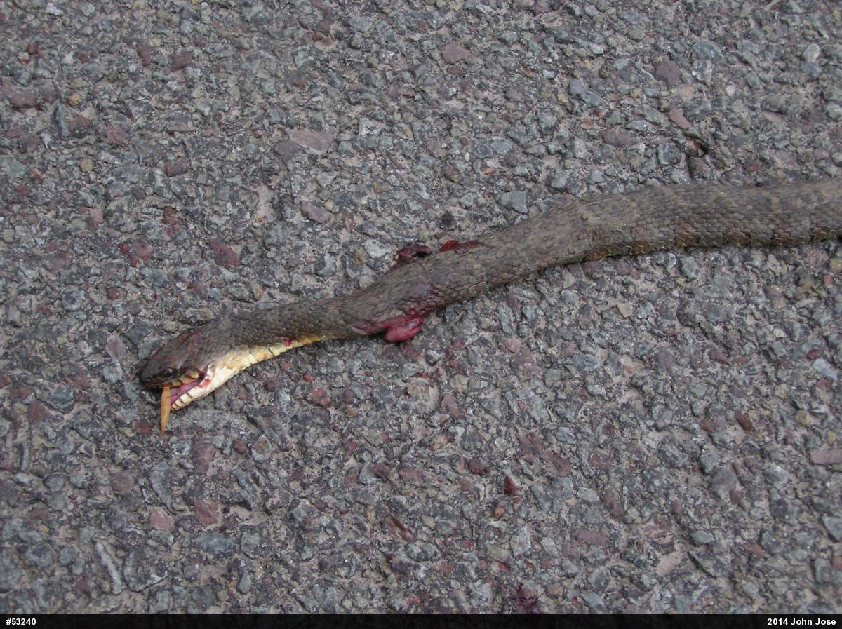 Northern Watersnake