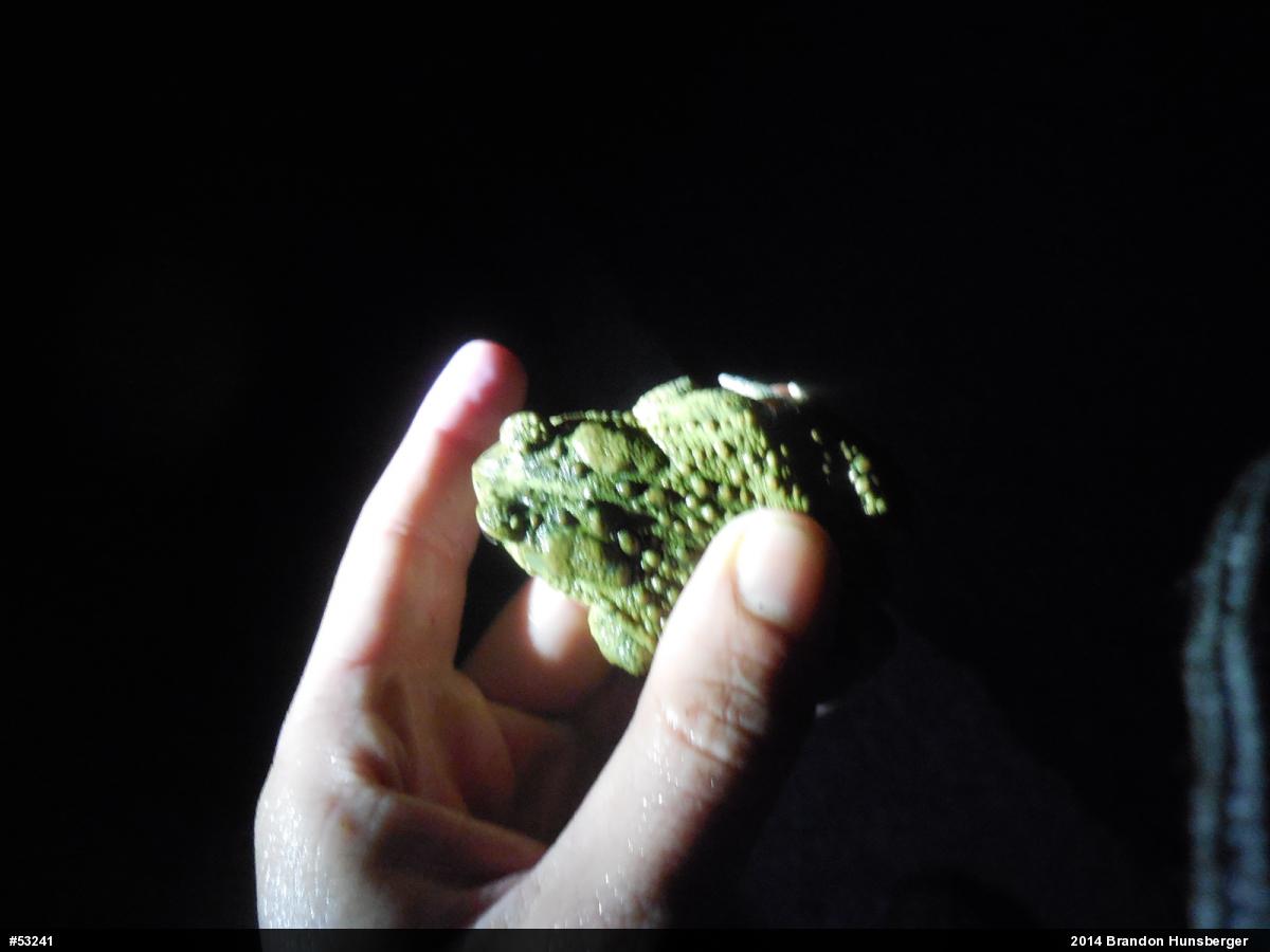 Eastern American Toad