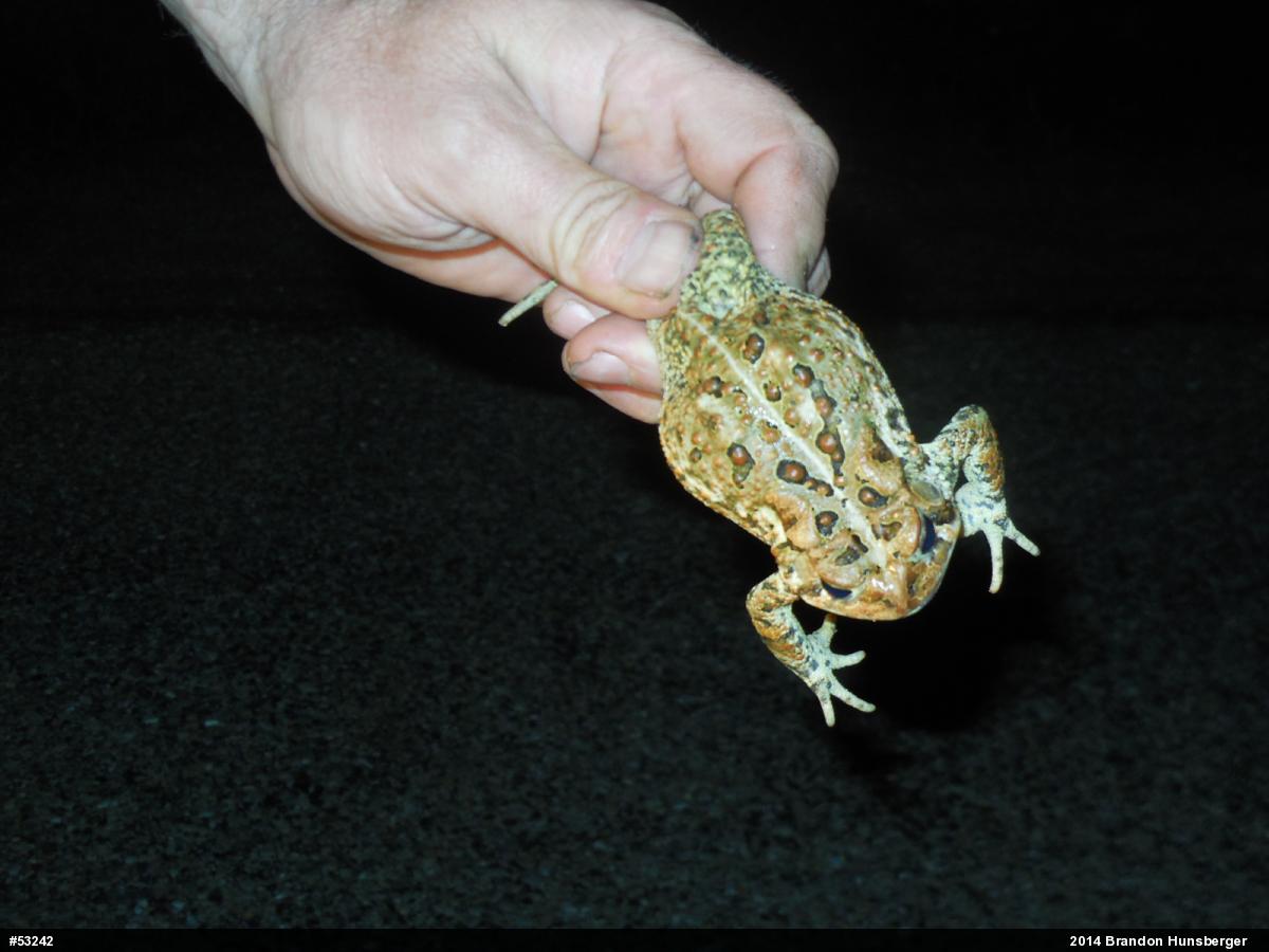 Eastern American Toad