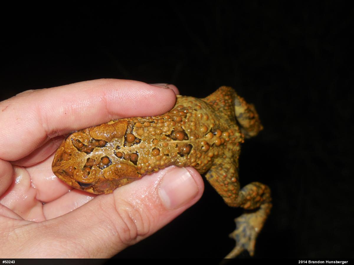 Eastern American Toad