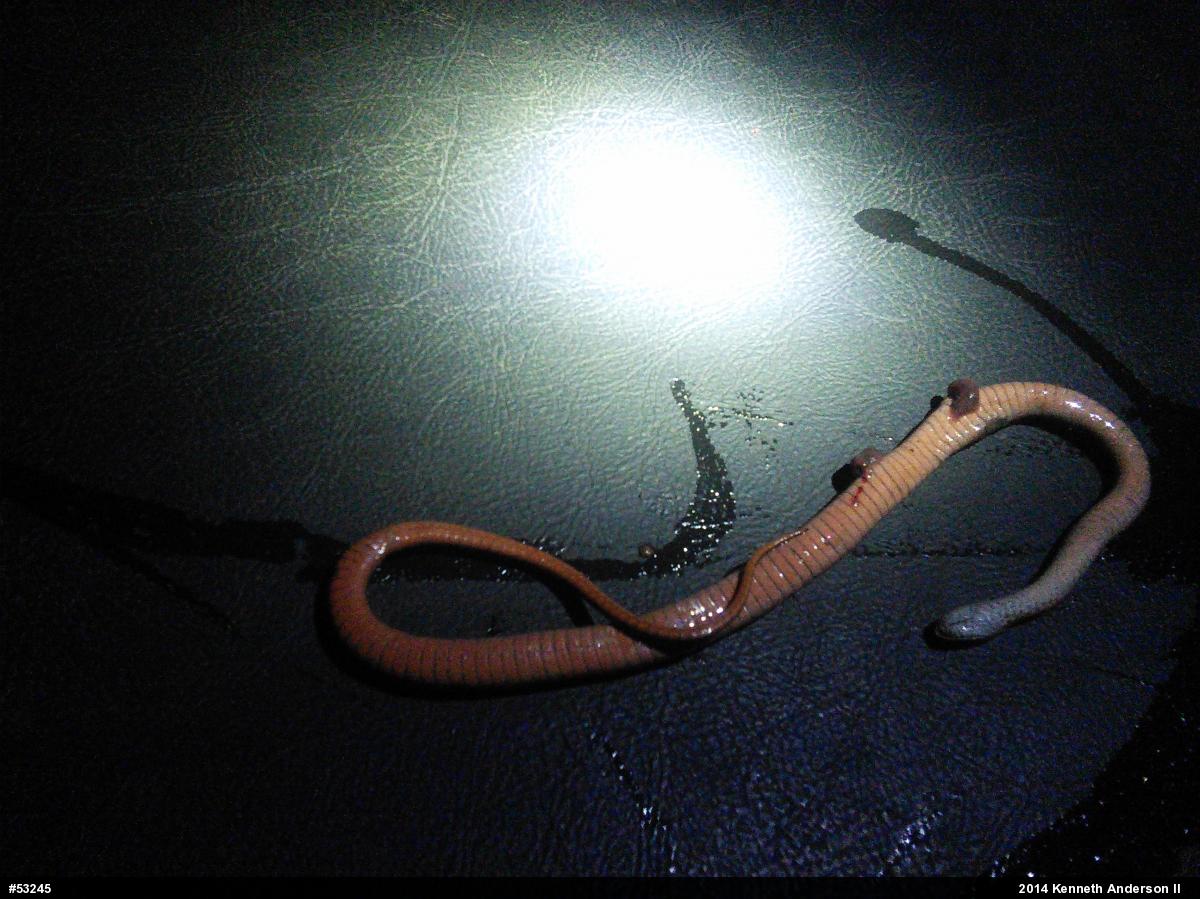 Red-bellied Snake