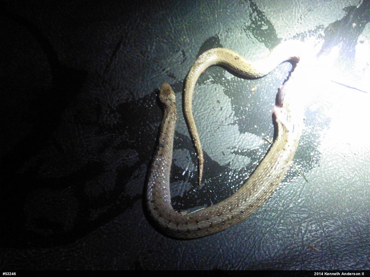 Dekay's Brownsnake
