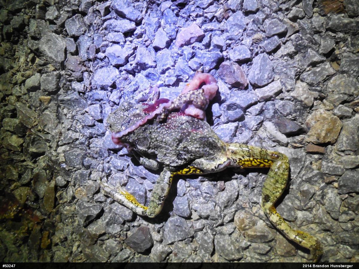 Unknown Gray Treefrog