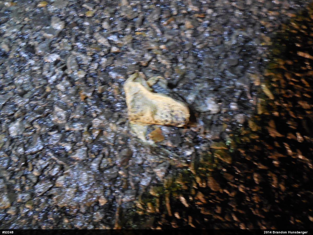Eastern American Toad