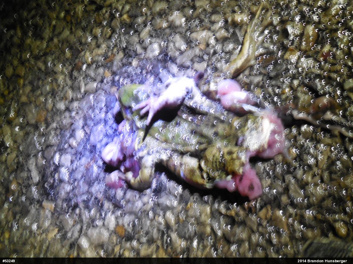 True Frogs