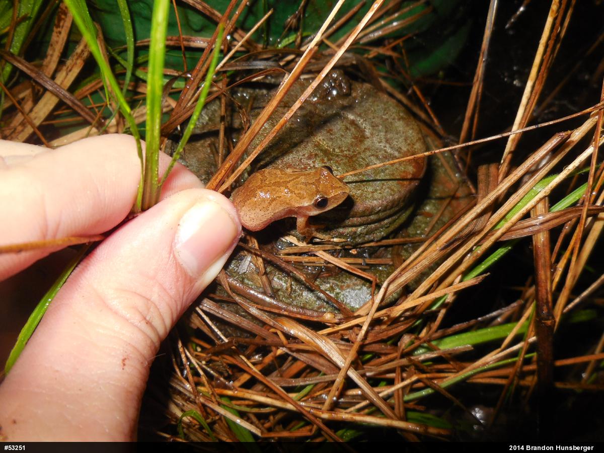 Spring Peeper