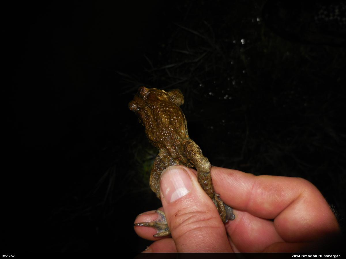 Eastern American Toad
