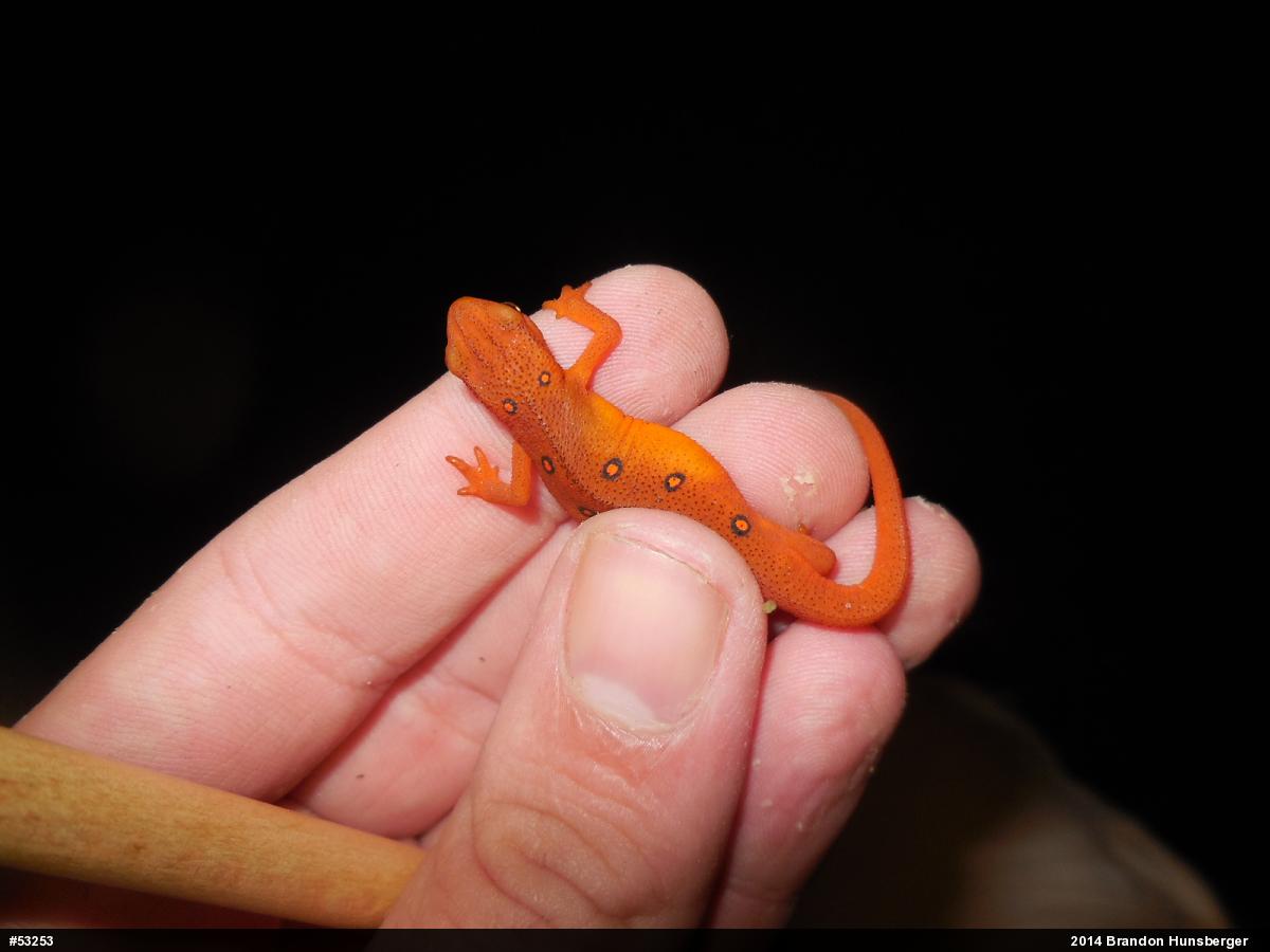 Red-spotted Newt
