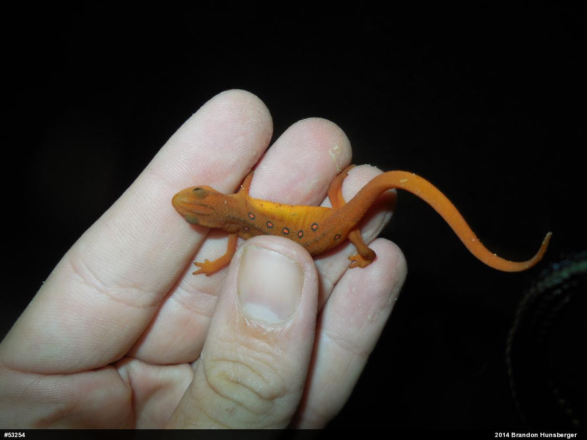 Red-spotted Newt
