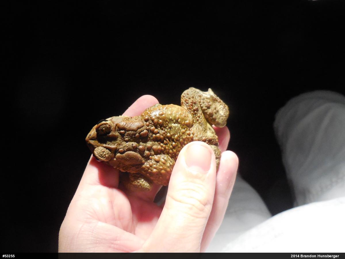 Eastern American Toad
