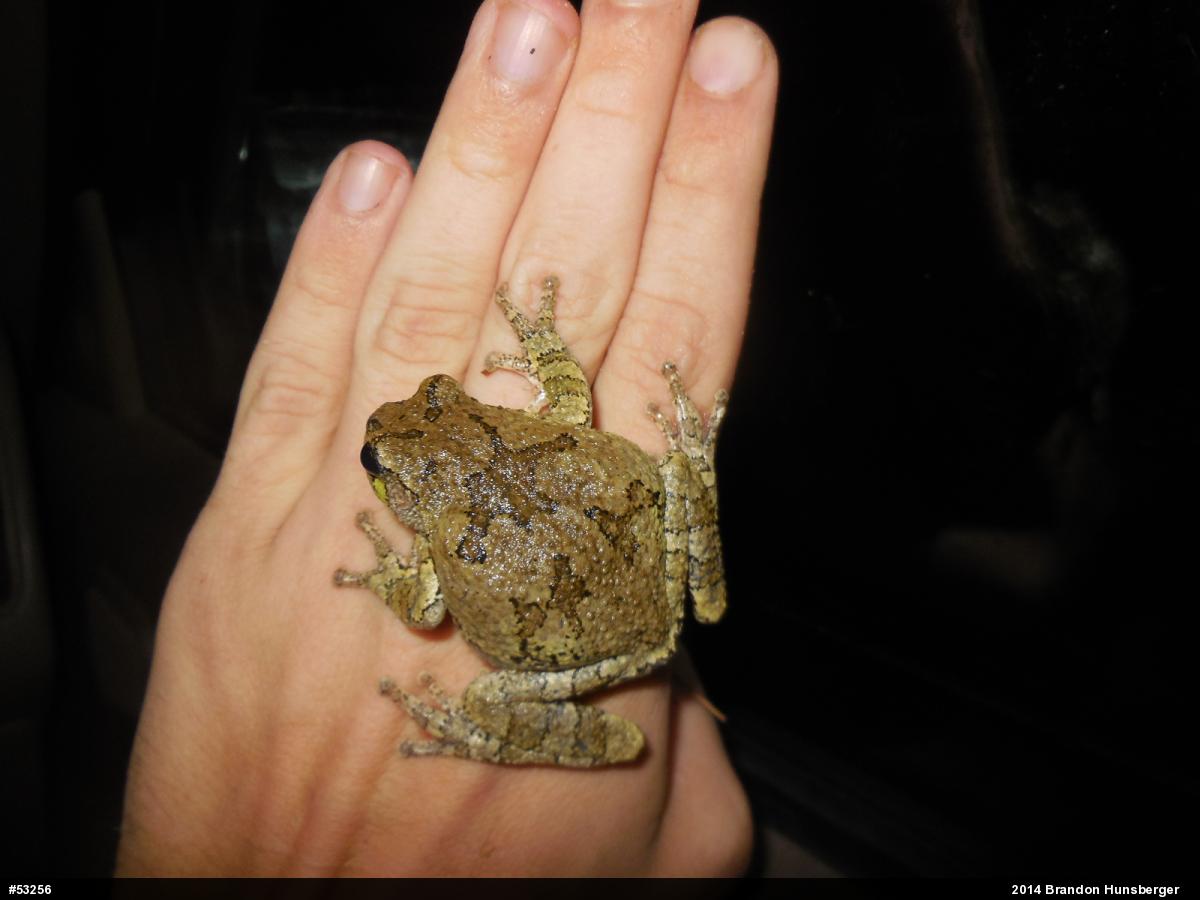 Unknown Gray Treefrog