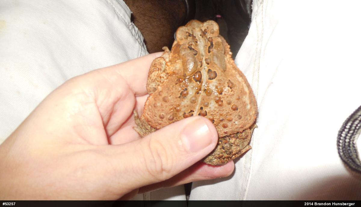Eastern American Toad