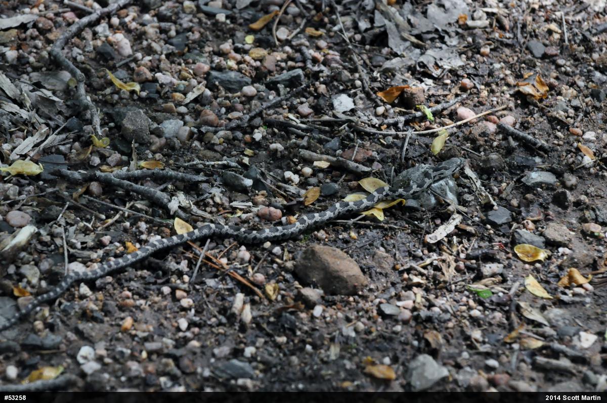Eastern Ratsnake