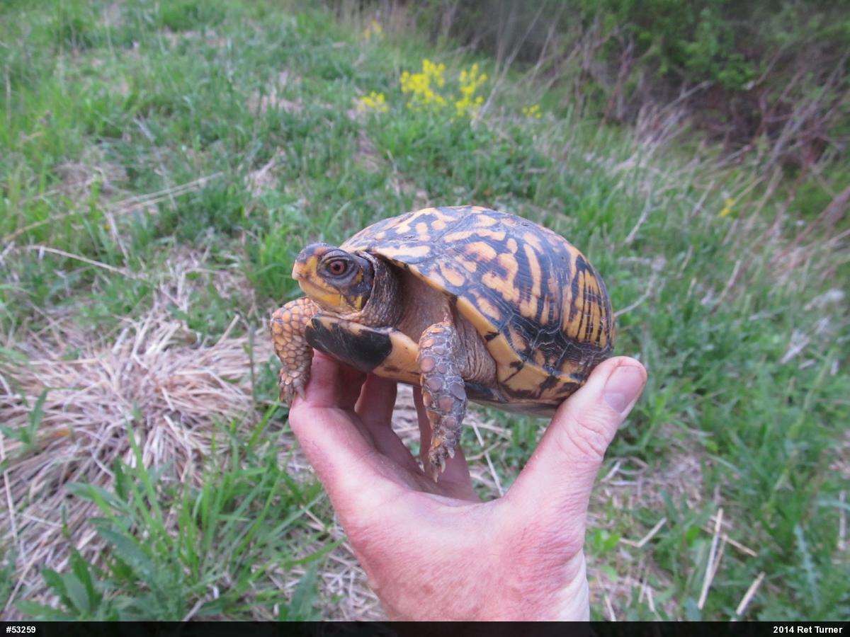 Eastern Box Turtle