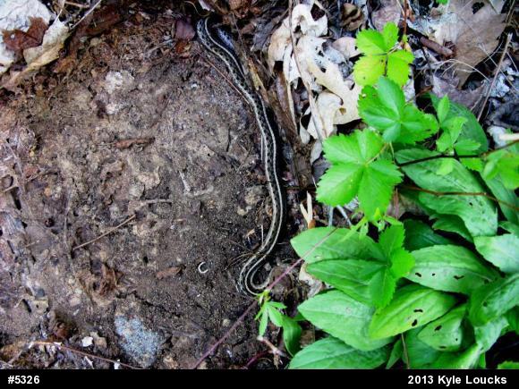 Eastern Gartersnake
