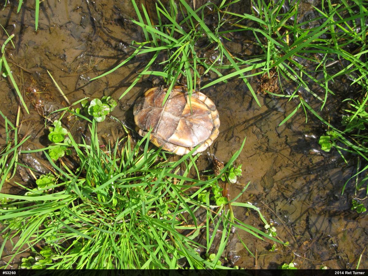 Eastern Box Turtle
