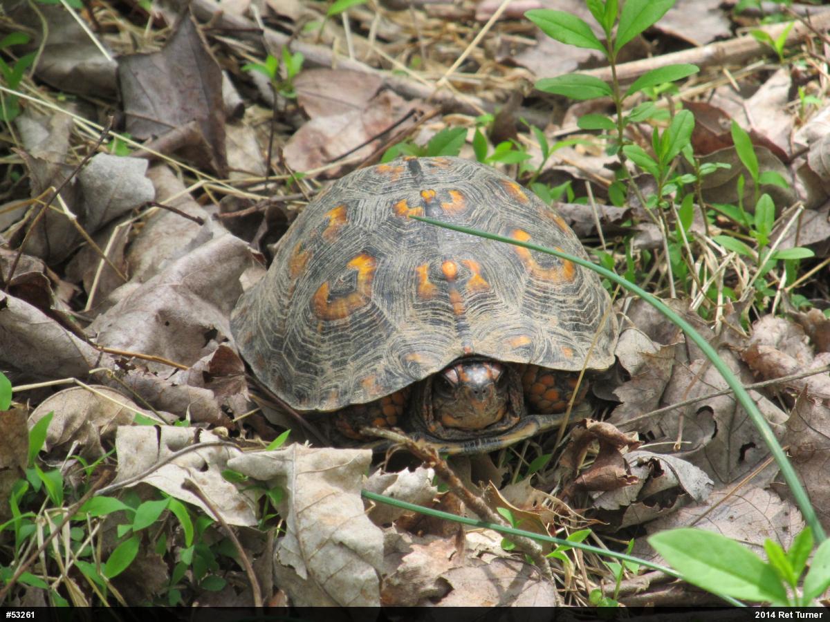 Eastern Box Turtle