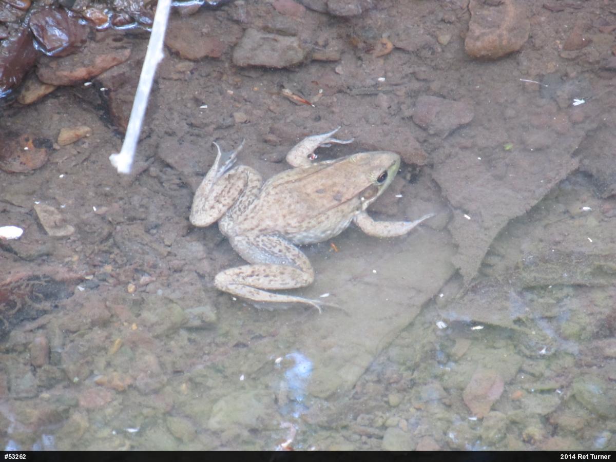 Green Frog