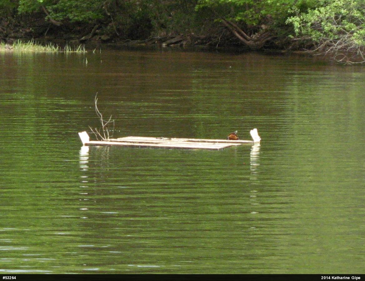 Painted Turtle