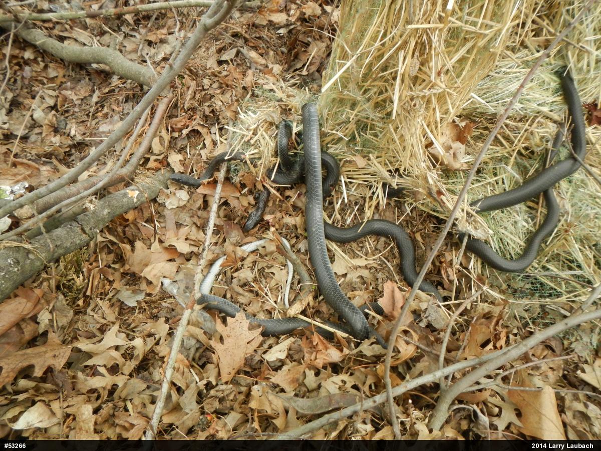 Northern Black Racer