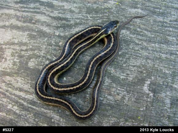 Eastern Gartersnake