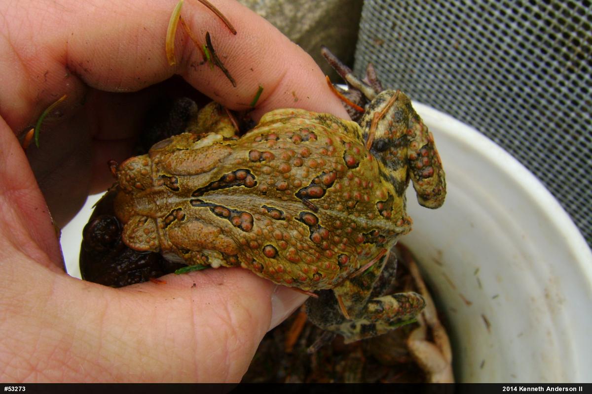Eastern American Toad
