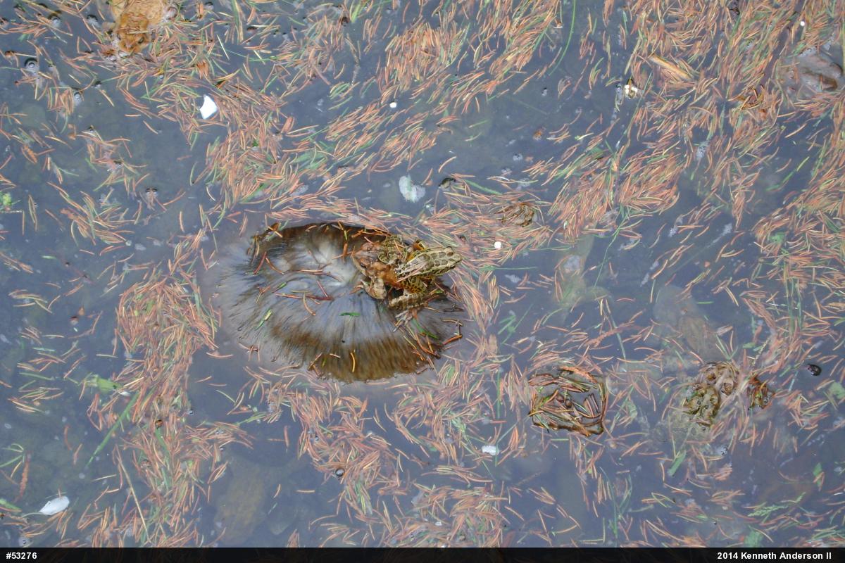 Pickerel Frog