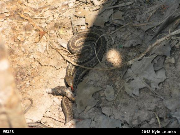 Eastern Gartersnake