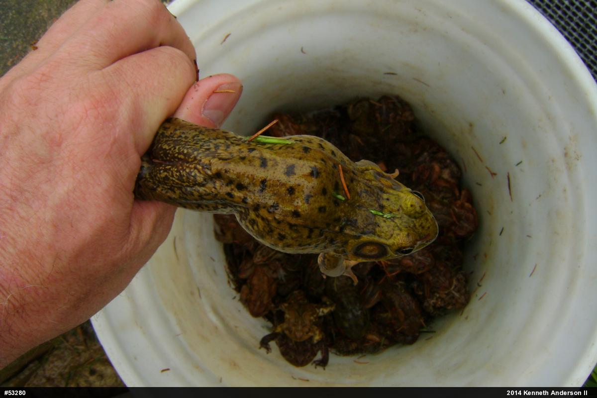 Green Frog