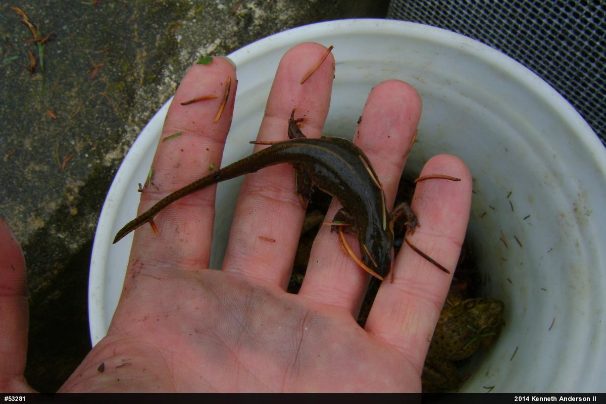Red-spotted Newt