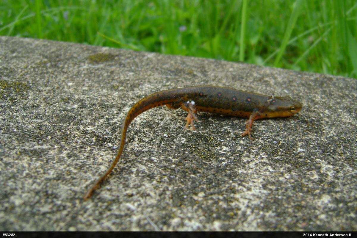 Red-spotted Newt