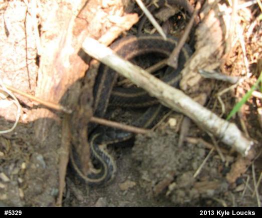 Eastern Gartersnake