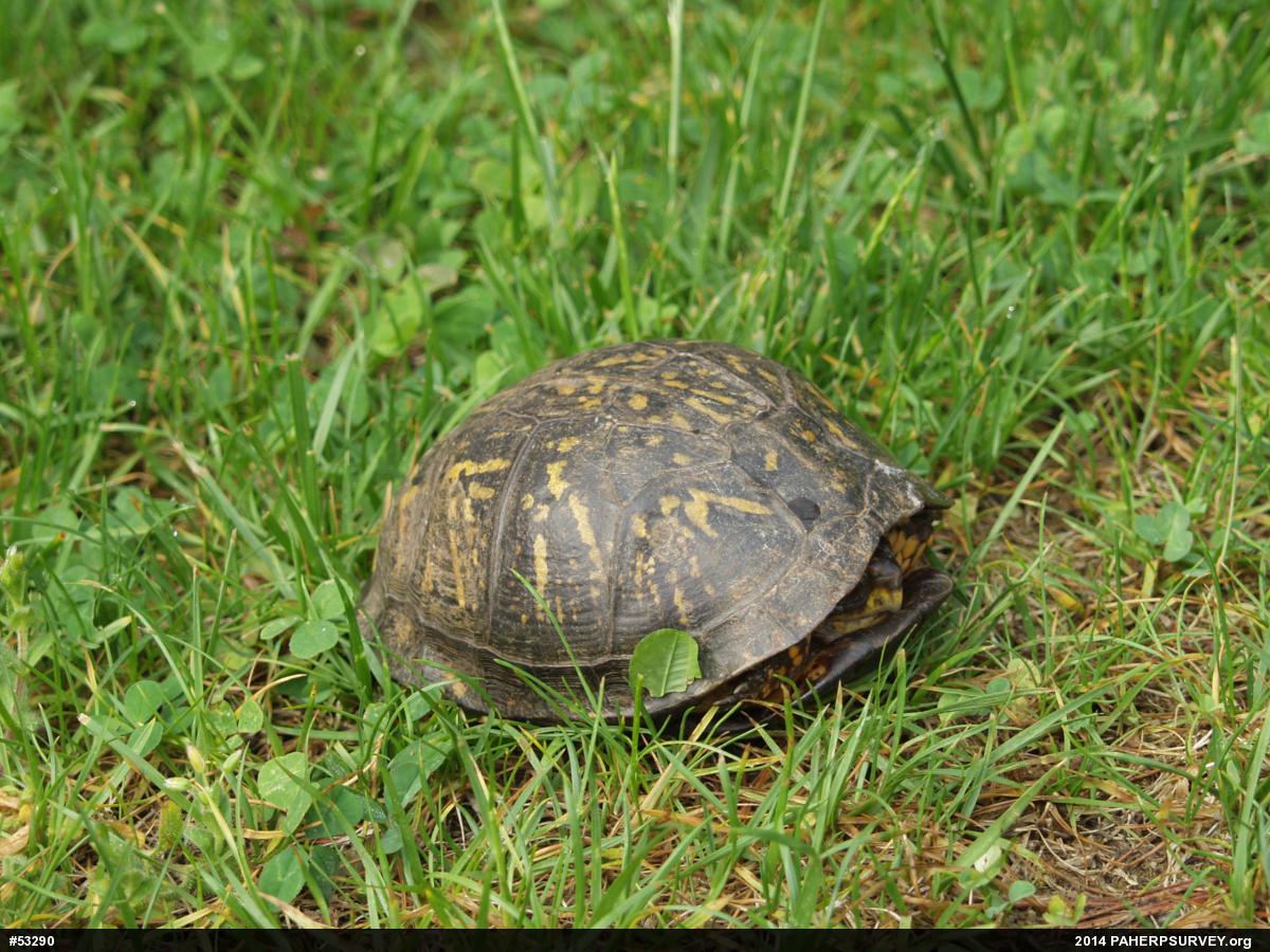 Eastern Box Turtle