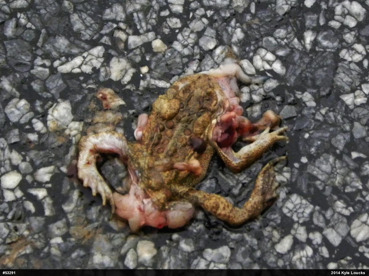 Eastern American Toad