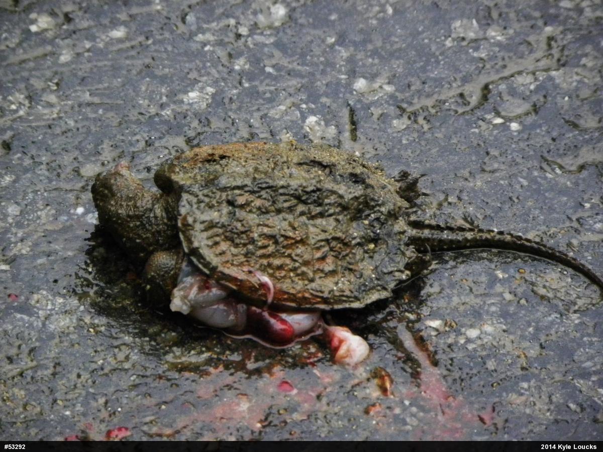 Snapping Turtle