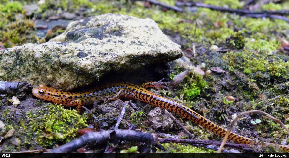 Eastern Long-tailed Salamander