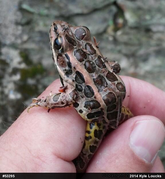 Pickerel Frog