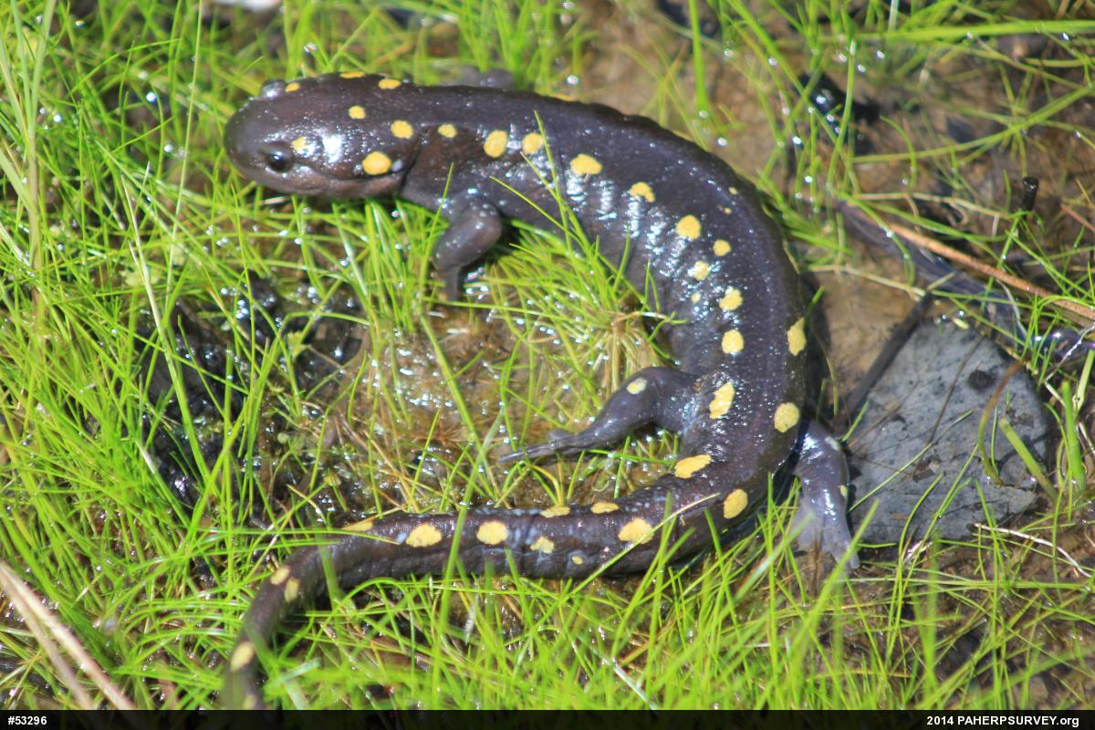 Spotted Salamander