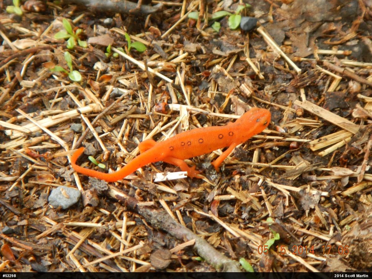 Red-spotted Newt