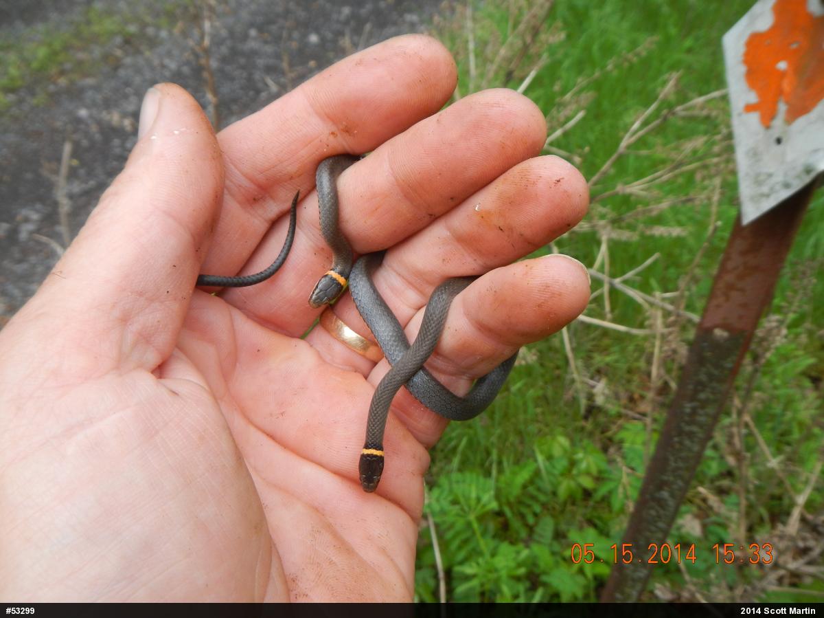 Northern Ring-necked Snake