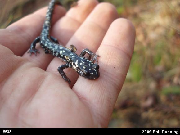 Northern Slimy Salamander