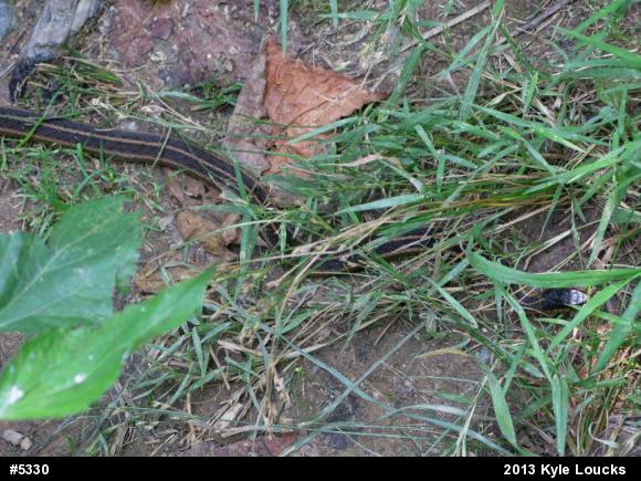 Eastern Gartersnake