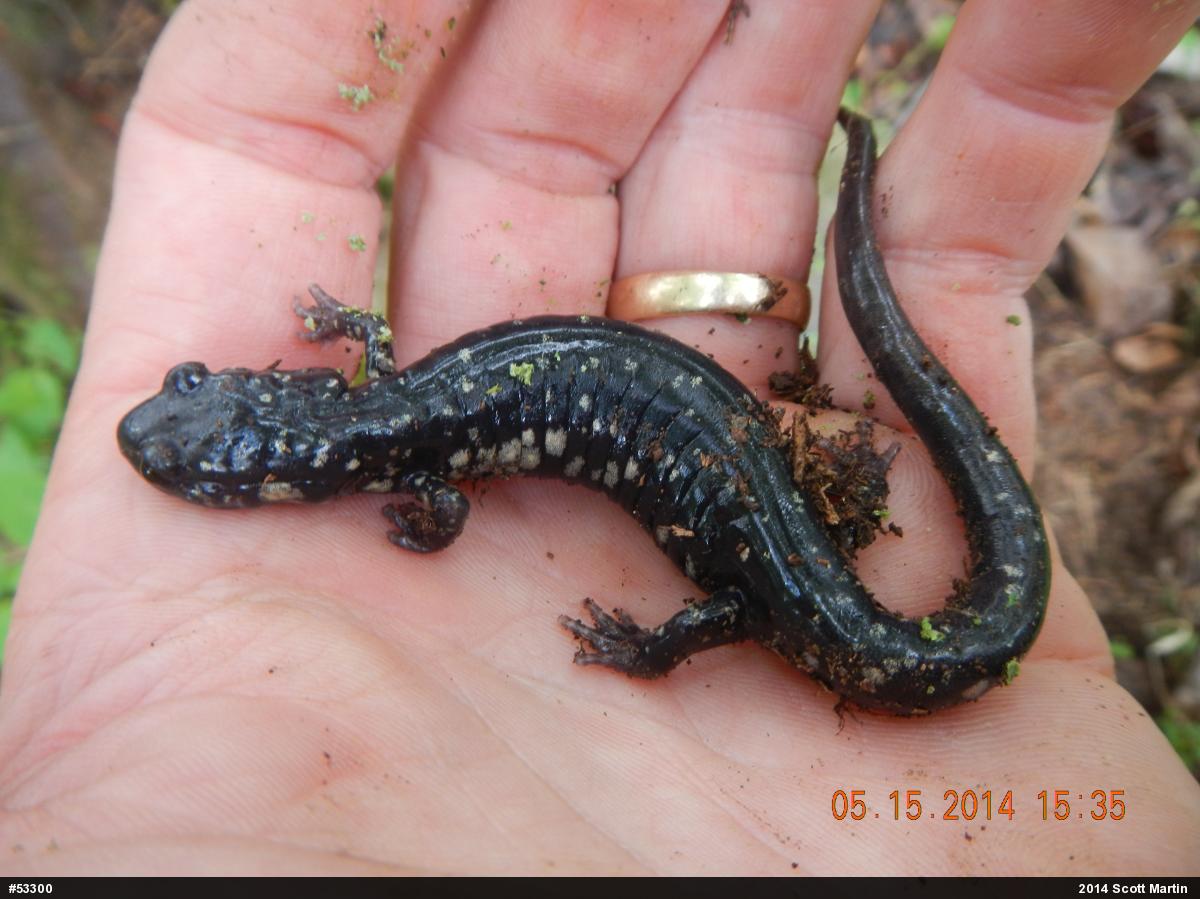 Northern Slimy Salamander