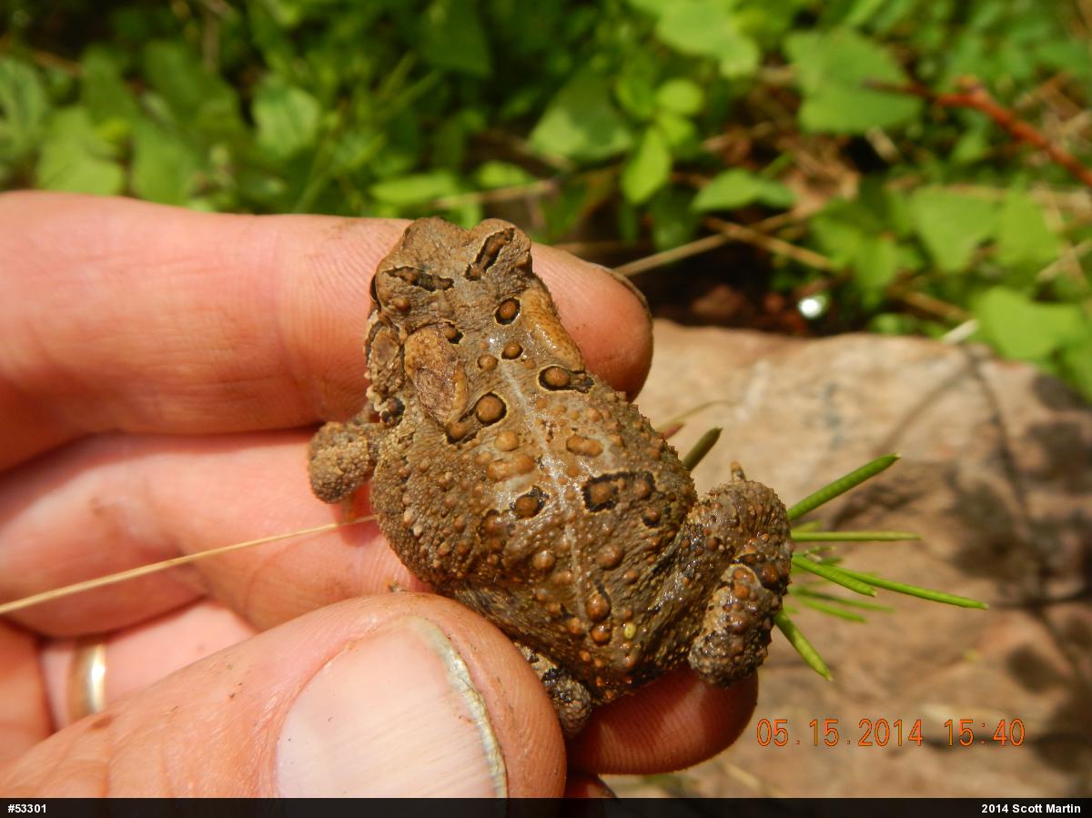 Eastern American Toad