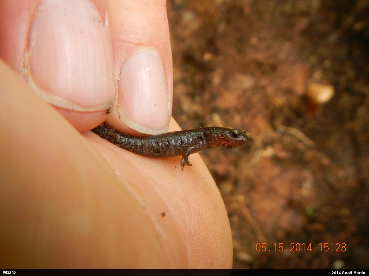 Eastern Red-backed  Salamander