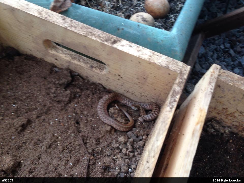 Dekay's Brownsnake