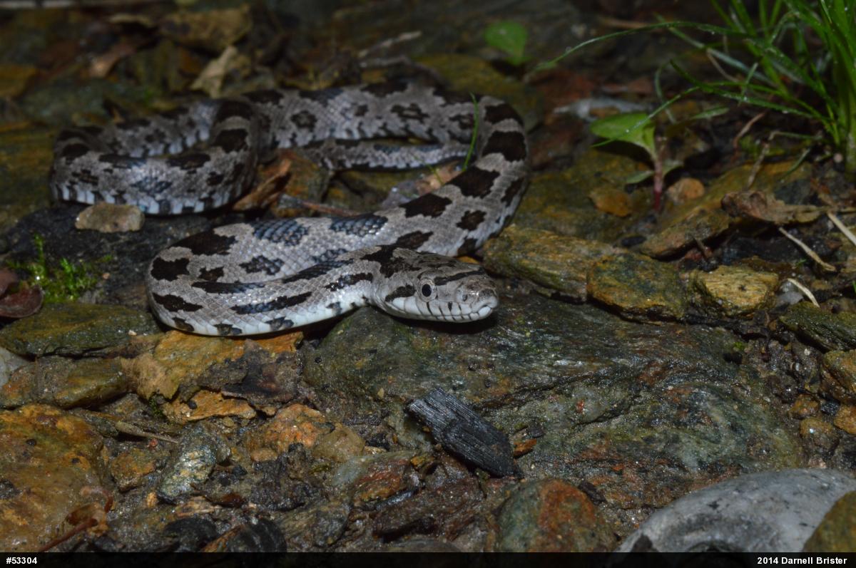 Eastern Ratsnake